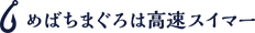 めばちまぐろは高速スイマー