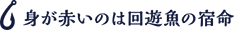 身が赤いのは回遊業の宿命